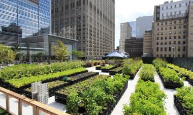 Urban Agriculture: How to Practice Farming in the City