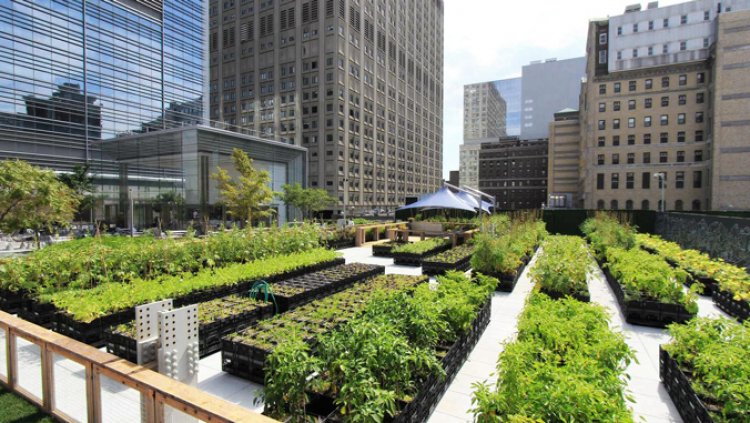 Urban Agriculture: How to Practice Farming in the City