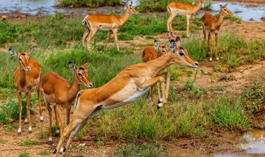 Travel Diaries: Places to Visit in Kisumu