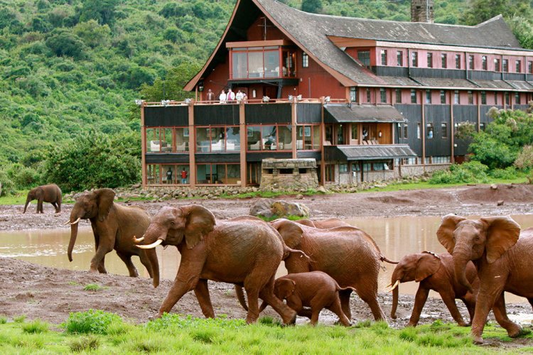 Treetops Lodge