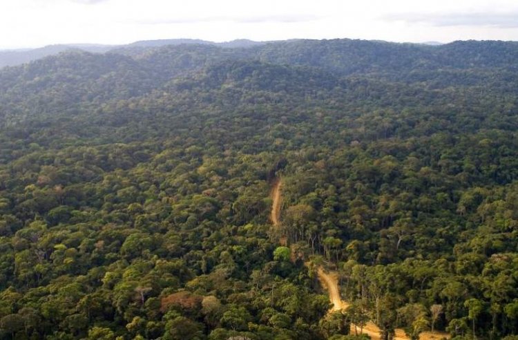 Mau Forest's Struggle for Survival Amid Political Turmoil and Conservation Efforts